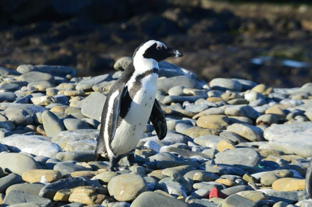 manchot sur une plage de galets