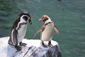 manchots en Patagonie