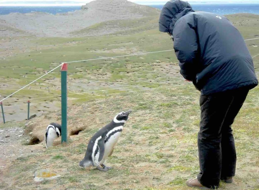 marcher avec les manchots en Patagonie